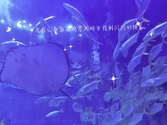 -华夏文旅海洋公园