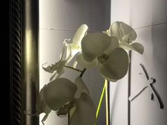 -Dragonfly悠庭·按摩Spa(静安嘉里中心店)