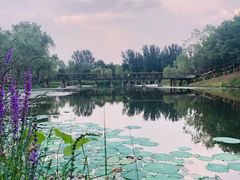 -东郊湿地公园
