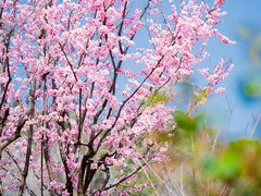 -上海辰山植物园