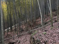 -仙霞关景区