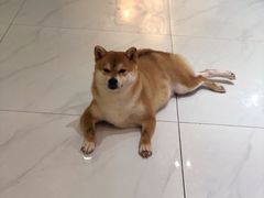 -柴源莊·柴小宠柴犬咖啡