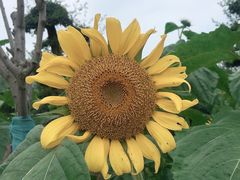 -武汉紫薇都市田园