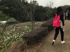 -广州市流溪河国家森林公园