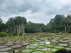 -中国科学院西双版纳热带植物园