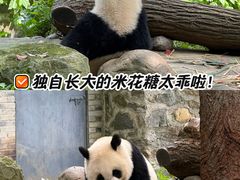 -都江堰中华大熊猫苑