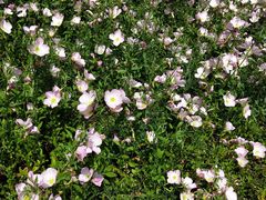 -九里河湿地公园