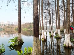 -重庆彩云湖湿地公园