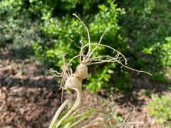 -上海佘山国家森林公园天马山园