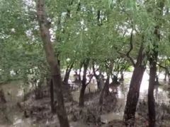 -宝安西湾红树林湿地公园