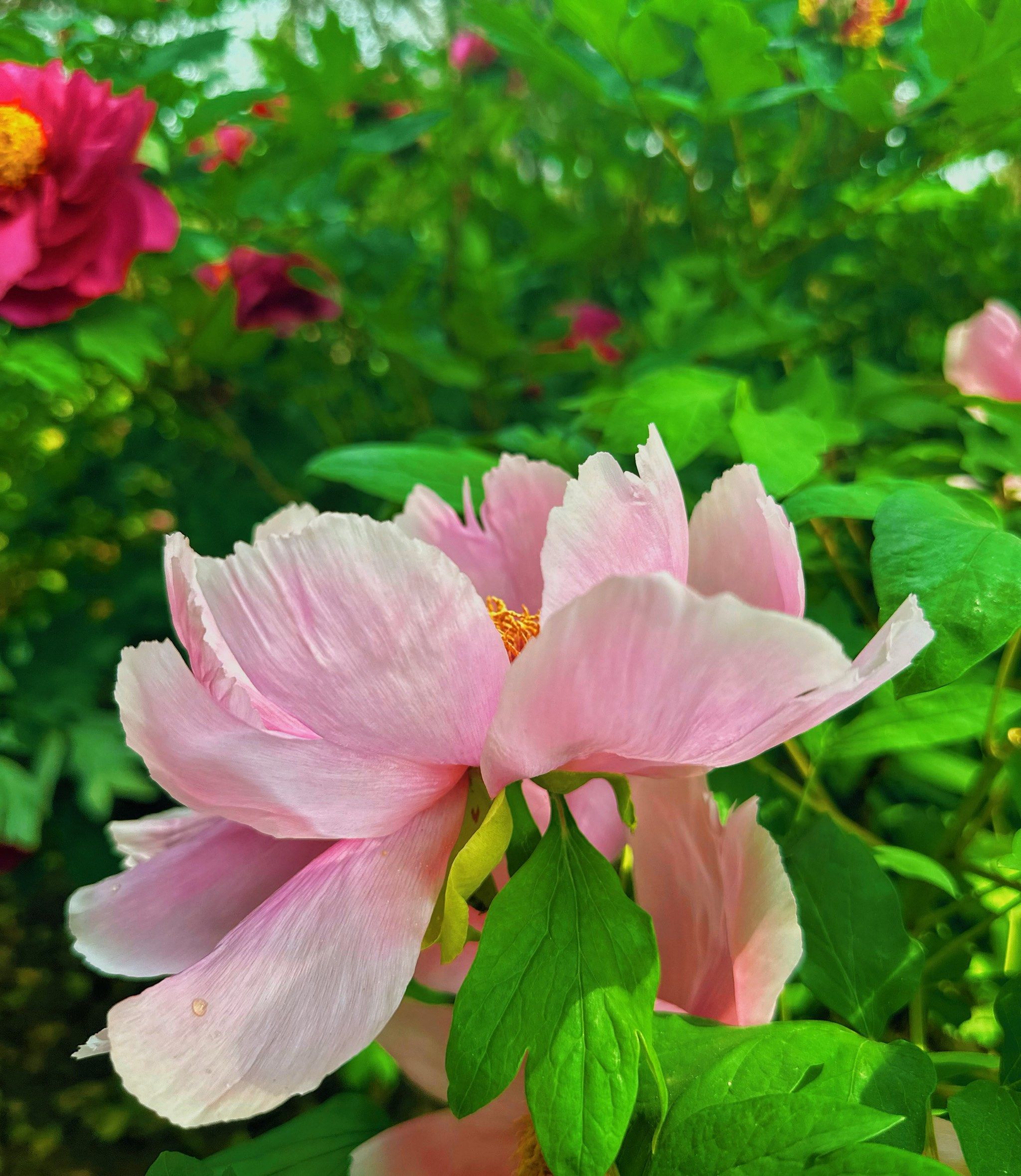 洛阳中国国花园的牡丹花