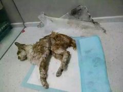 盛京一禾-盛京一禾