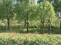 -上海浦江郊野公园-5号停车场