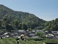 -龙井村