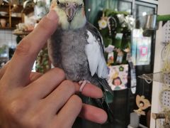 -吉丁鸟咖·异宠·寄养