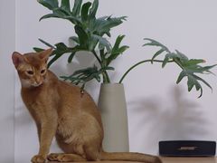 -猫十亿·布偶金渐层·曼基康矮脚猫舍(青年路店)