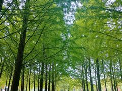 -泰州凤城河风景区-泰山公园