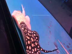 -中环花鸟鱼虫市场