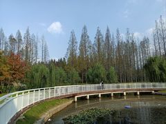 -东平国家森林公园