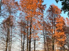 -广富林郊野公园