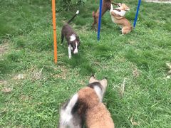 -翊宠yipet猫狗购宠庄园犬舍•猫舍