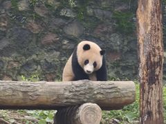 -都江堰中华大熊猫苑
