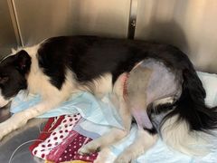 -艾贝尔宠物医院·24H转诊中心·肿瘤猫专科(江宁双龙店)