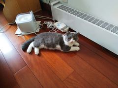 -Bastet sally猫舍购宠(静安店)