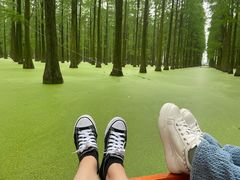 -渌洋湖湿地公园