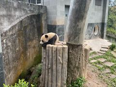 -中国大熊猫保护研究中心雅安碧峰峡基地