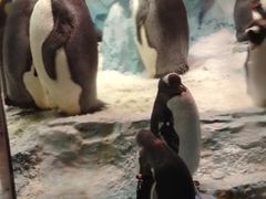 -帝企鹅自助餐厅•儿童岛•真企鹅(长隆企鹅酒店)