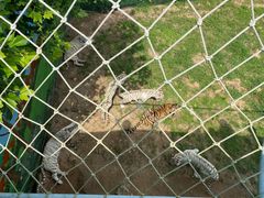 -西霞口神雕山野生动物世界