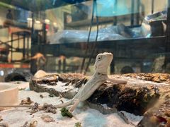-乌龙爬宠部落(信和购物广场店)
