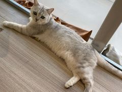 -藏猫猫咖啡主题馆(中央大道店)