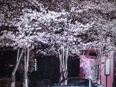 -高东镇樱花园