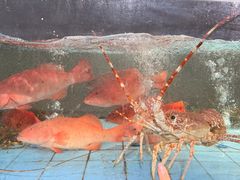 -曼格纳·曼芯馆(杨浦店)