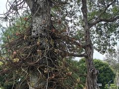 -槟城植物园