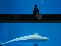 -海合安成都极地海洋公园