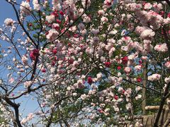 -南汇桃花村