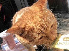 -喵屿·大理花园猫咖