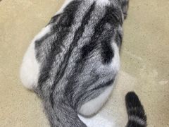 -艾贝尔宠物医院·狂犬免疫点(江山金象城店)
