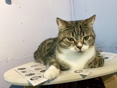 -喵屿·大理花园猫咖