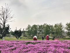 -金卉庄园