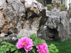 -芥子园