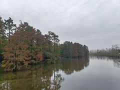 -池杉湖湿地公园