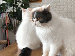 -平行世界·猫咖(首经贸店)