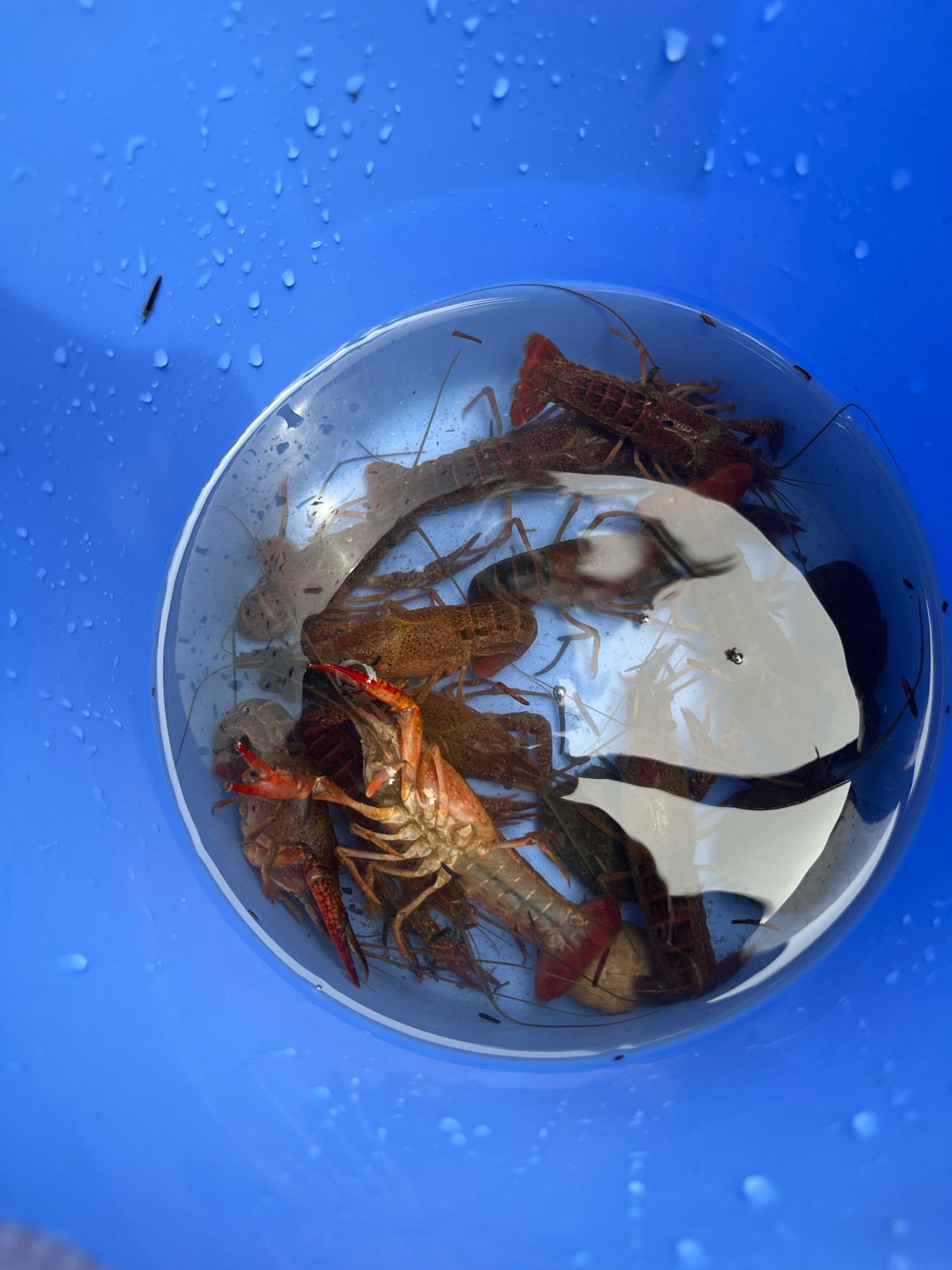 体验抓小龙虾的快乐