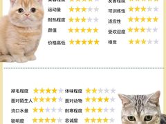 -翊宠yipet猫狗购宠庄园犬舍•猫舍