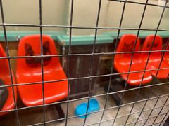 -猫咪博物馆(顶澳仔猫街店)