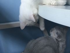 -喵的天空名猫咖啡馆·撸猫·猫舍·用品